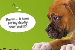 Orlando veterinarians-Julington Creek Animal Hospital