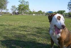dog park orlando
