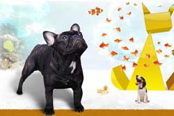 Orlando veterinarians-Saint Francis Animal Hospital