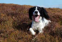 Orlando veterinarians- San Juan Animal Hospital