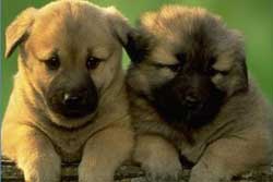 Orlando veterinarians-Southside Animal Clinic